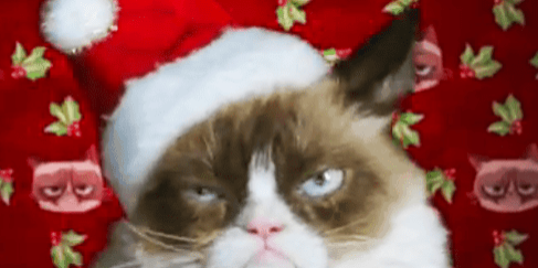 Angry cat